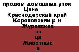 продам домашних уток › Цена ­ 150 - Краснодарский край, Кореновский р-н, Журавская ст-ца Животные и растения » Птицы   